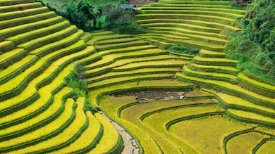 Breathtaking view of the Banaue Rice Terraces, a UNESCO World Heritage Site and an ancient wonder built by the Ifugao people in the Philippines.