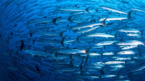 School of blackfin barracuda in the Philippines, captured in crystal-clear tropical waters – a top diving experience