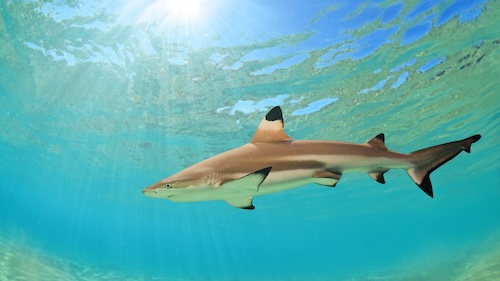 Blacktip reef shark swimming in the Bohol Sea, Philippines – a thrilling encounter for scuba divers.