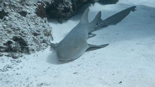 A nurse shark resting on the ocean floor in the Philippines – a peaceful encounter for scuba divers.
