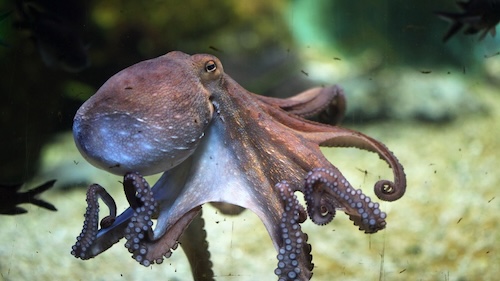 Camouflaged octopus blending into the coral reef in the Philippines – showcasing incredible marine life.