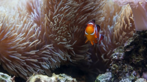 Brightly colored sea anemone with anemone fish in the Philippines – a classic underwater scene for divers