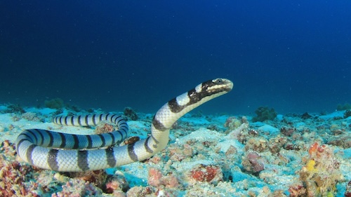 Banded sea krait hunting in the ocean depths of the Philippines – a fascinating marine predator.
