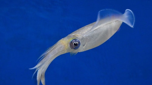 A group of squid gliding through Philippine waters, displaying bioluminescent colors at night.
