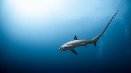 Rare thresher sharks at Malapascua Island, Philippines – a bucket-list dive experience.