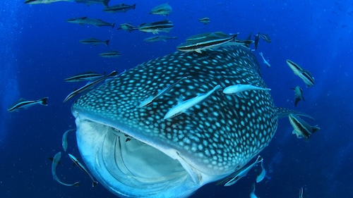 Gentle giant: Whale shark swimming in the Bohol Sea, Philippines – an unforgettable diving adventure.