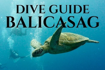 Green sea turtles make up part of the reefs ecosystem