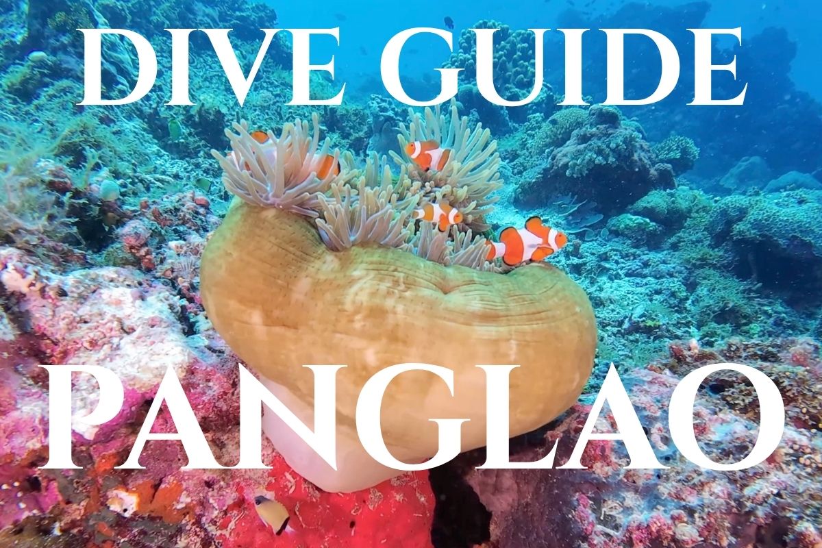 Beautiful sea anemones found on most reefs around the idland