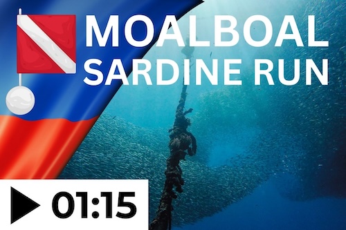 Sardine Run in Moalboal – Dive video on YouTube