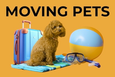 Internet and mobile data in the Philippines for expats including SIM cards WiFi broadband and Starlink