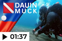 Dive duain and apo island