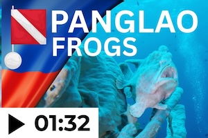 Dive videos from the Visayas on YouTube