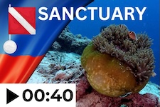 the reefs of balicasag