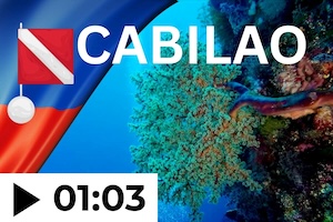 the reefs of balicasag