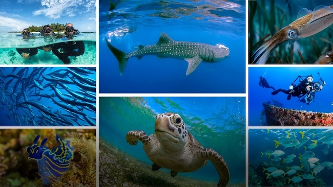 Diving in the Philippines: Vibrant coral reefs and diverse marine life await underwater adventurers.