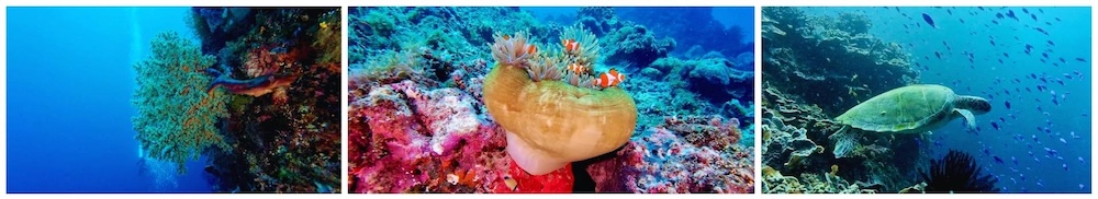 DJI Osmo Action 5 underwater camera, designed for stable and high-quality video recording.