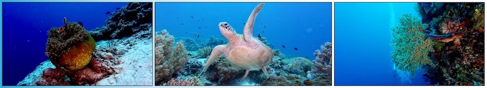 DJI Osmo Action 5 underwater camera, designed for stable and high-quality video recording.