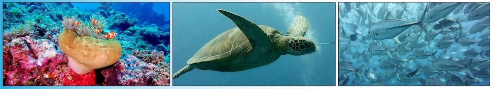 DJI Osmo Action 5 underwater camera, designed for stable and high-quality video recording.