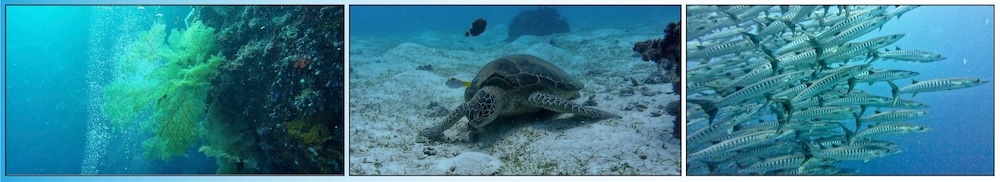 DJI Osmo Action 5 underwater camera, designed for stable and high-quality video recording.