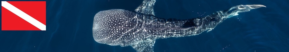 Dive sites of the central philippines