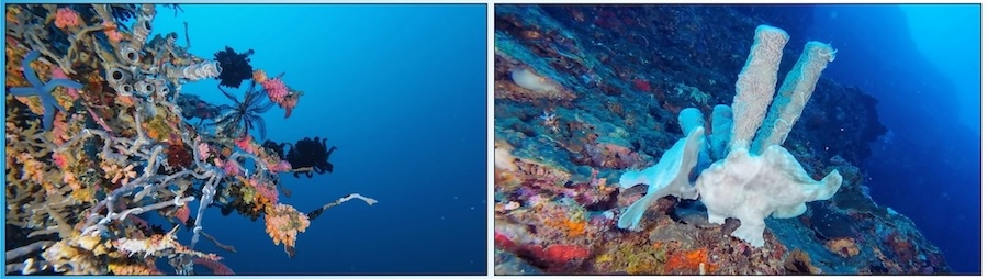 Wall diivng Pesacdor Island