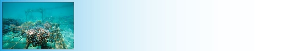 Coral reef recovery Moalboal Cebu