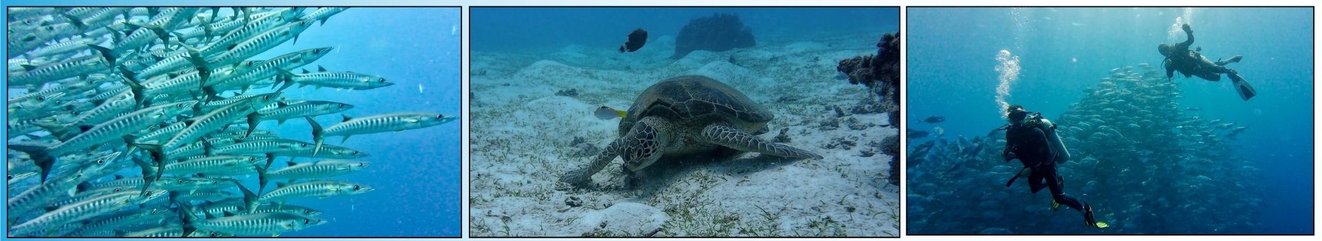 Diving Bohol – Balicasag Island: Blackfin Barracuda and Jackfish at Black Forest; Green Turtles often spotted in the seagrass meadows.