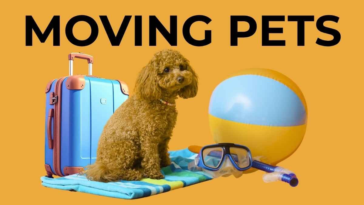 Moving Pets Overseas 2026: Real Requirements, Costs & Challenges
